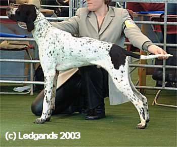 2nd Junior Dog